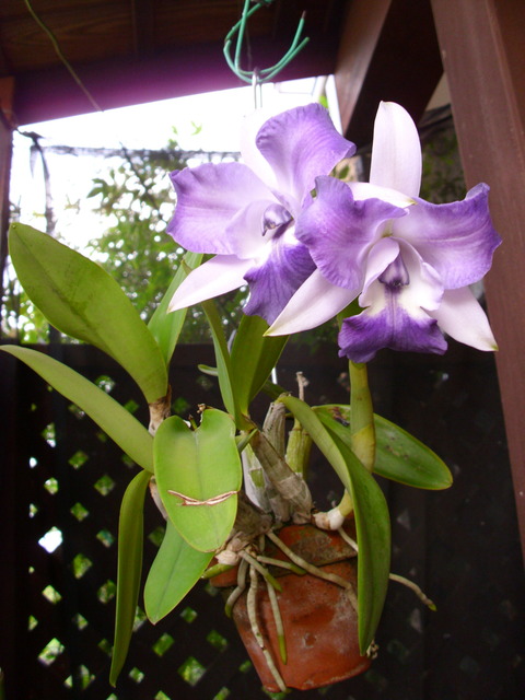 (Cattleya hybrid (Lc. Cariad's Mini-Quinee 'Angel Kiss') in full bloom on 06 Aug 2010. Photo taken on the following morning)