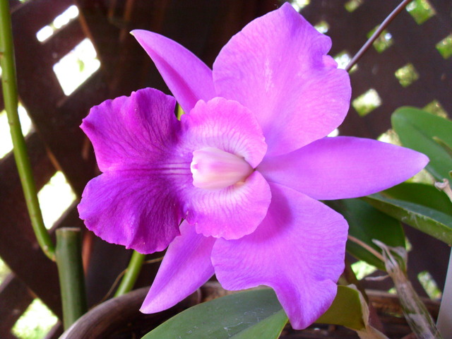 (Cattleya hybrid (Lc. Mini Purple 'Sato'), photo taken on 03 Sep 2010)