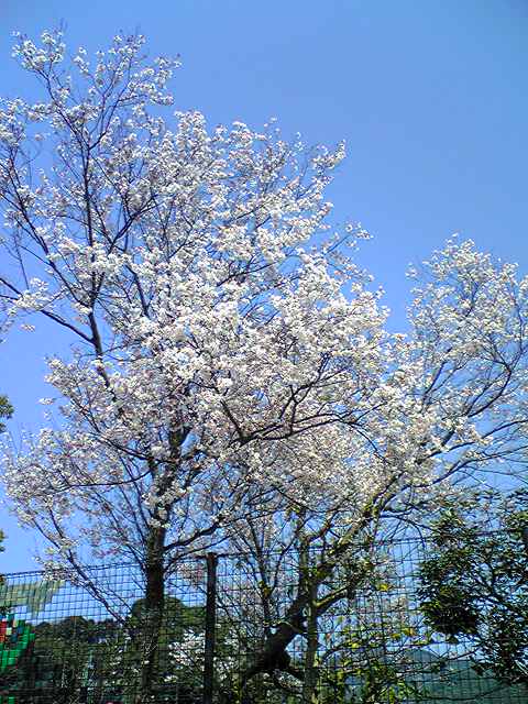 Cherry blossoms in bloom, photo taken on 30 Mar 2011