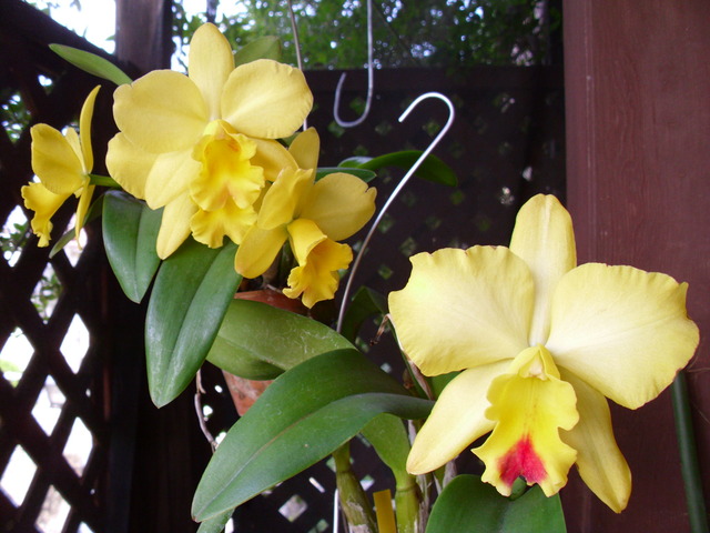 (Pot. Memorial Gold 'Canary' and 'Sato' on 25 Jul 2010)